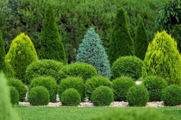 Bush Shaping Service in Tuscaloosa