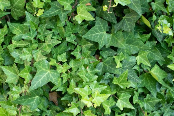 English Ivy Removal in Tuscaloosa