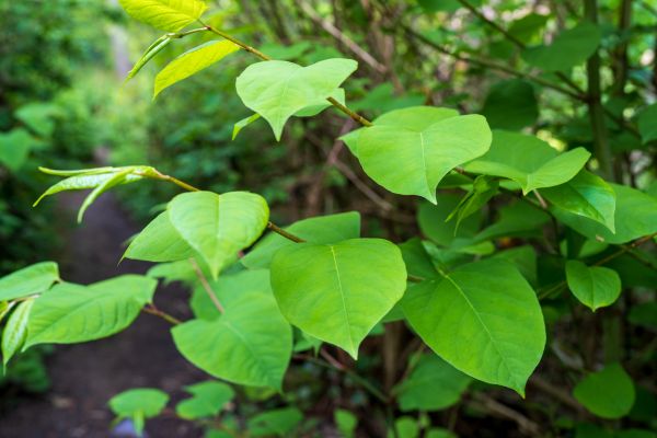 Invasive Plant Removal in Tuscaloosa