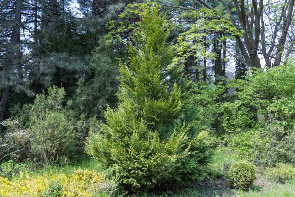 Juniper Pruning in Tuscaloosa