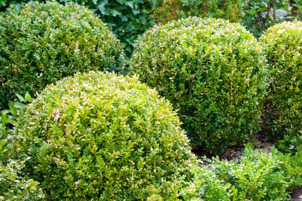 Landscape Trimming Service in Tuscaloosa