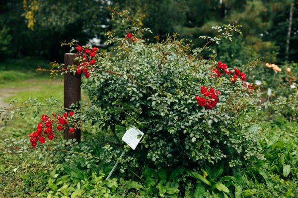 Rose Bush Removal in Tuscaloosa