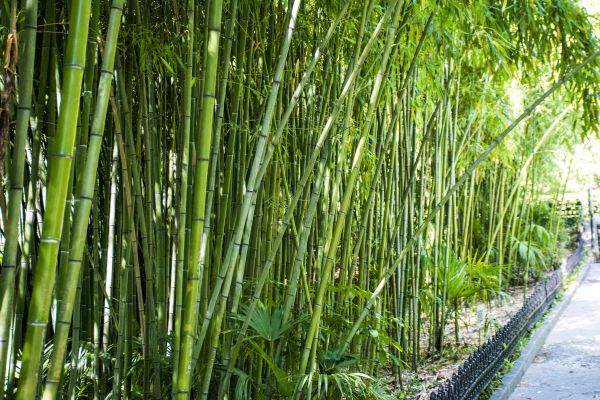 Bamboo Root Removal in Tuscaloosa