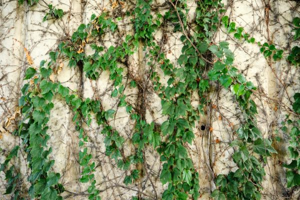 Vine Removal Service in Tuscaloosa
