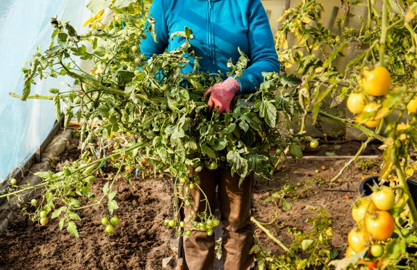 Garden Plant Removal in Tuscaloosa
