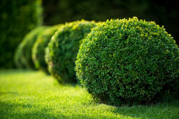Cost of Bush Pruning in Tuscaloosa