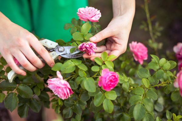 Rose Shearing in Tuscaloosa