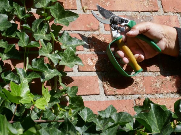 Ivy Removal Service in Tuscaloosa
