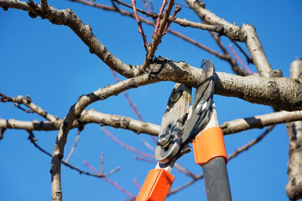 Selective Pruning in Tuscaloosa