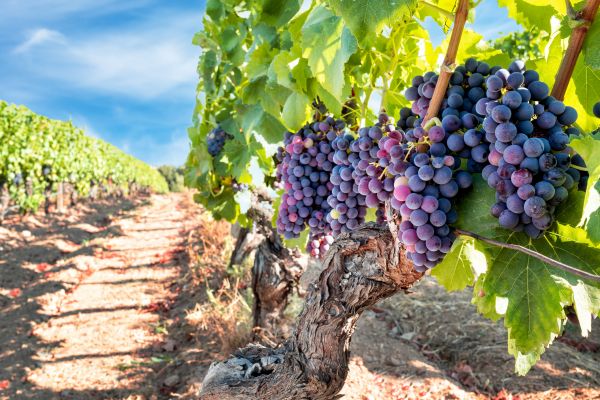 Cost of Grapevine Pruning in Tuscaloosa