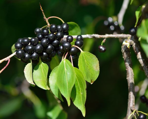 Cost of Buckthorn Removal in Tuscaloosa