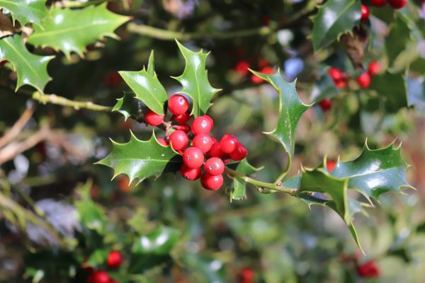 Cost of Holly Tree Trimming in Tuscaloosa