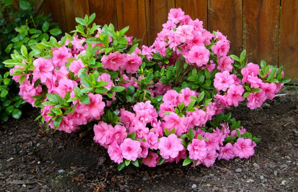 Azaleas Removal in Tuscaloosa