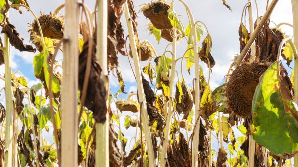 Dead Plant Removal in Tuscaloosa