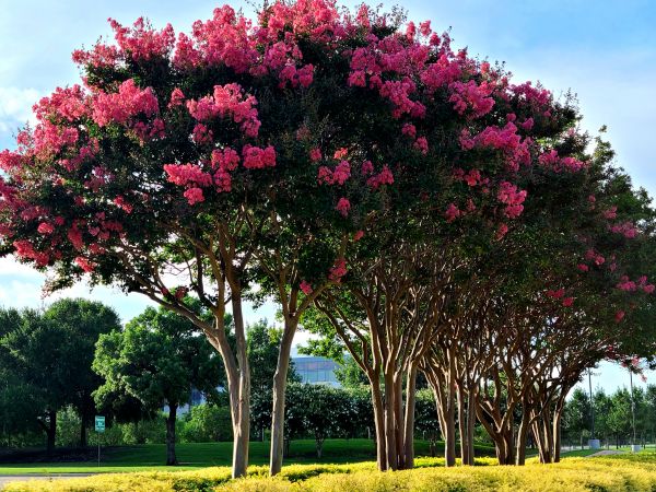 Cost of Crepe Myrtle Pruning in Tuscaloosa