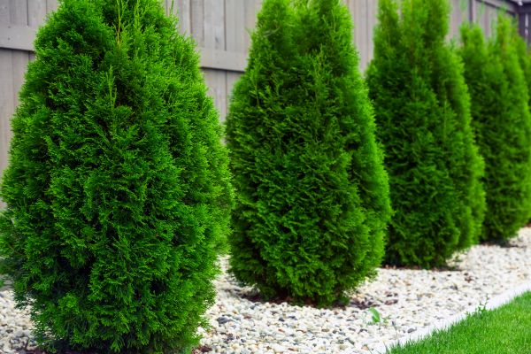 Cost of Arborvitae Pruning in Tuscaloosa