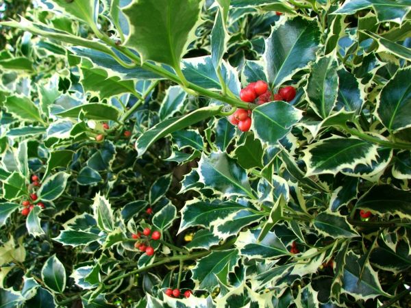 Cost of Holly Bushes Trimming in Tuscaloosa