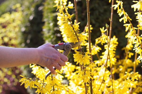 Forsythia Pruning in Tuscaloosa