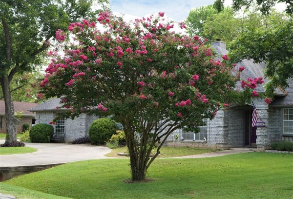 Crepe Myrtle Trimming in Tuscaloosa