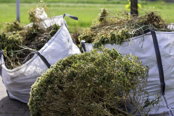 Cost of Shrubs Removal in Tuscaloosa