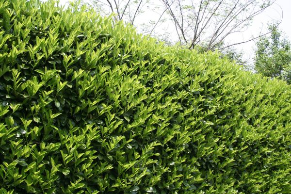 Laurel Shrub Removal in Tuscaloosa