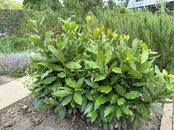 Laurel Hedge Removal in Tuscaloosa
