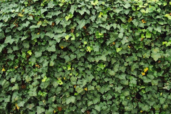 Ivy Pruning service in Tuscaloosa