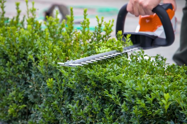 Evergreen Hedge Trimming in Tuscaloosa