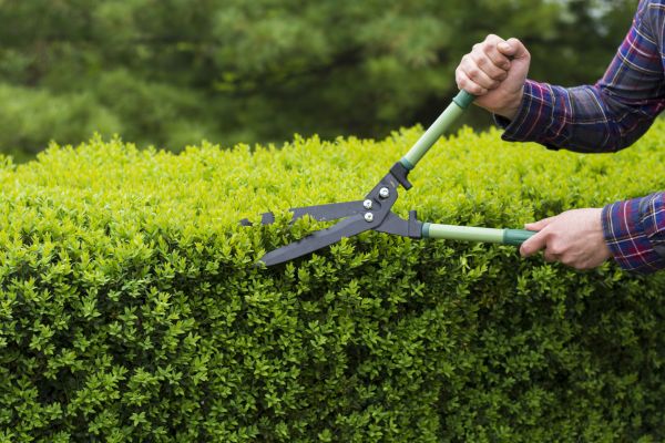 Evergreen Shrub Pruning in Tuscaloosa