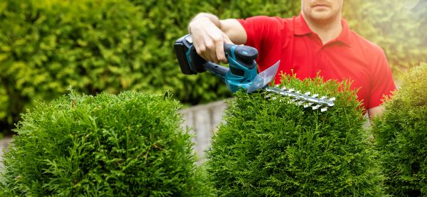 Hedge Shaping Service in Tuscaloosa