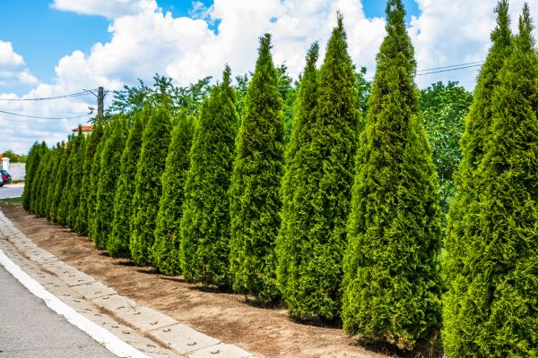 Arborvitae Shearing in Tuscaloosa