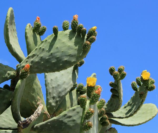 Cactus Removal in Tuscaloosa