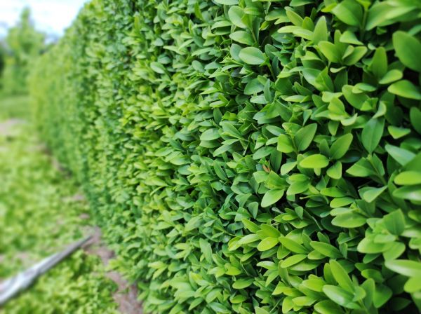 Cost of Boxwood Pruning in Tuscaloosa