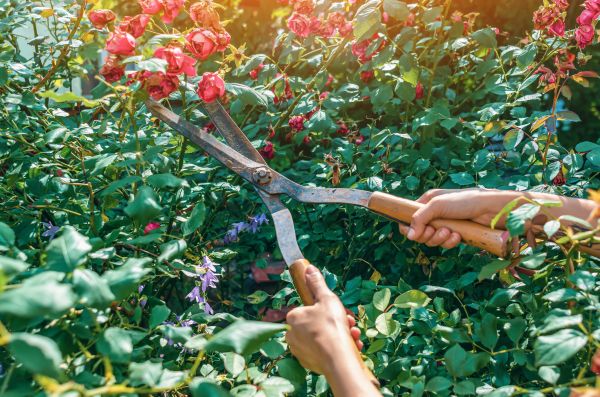 Knockout Roses Pruning in Tuscaloosa
