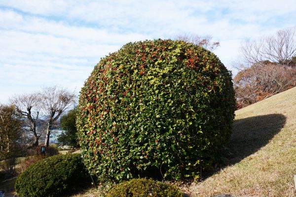 Cost of Holly Shrub Pruning in Tuscaloosa