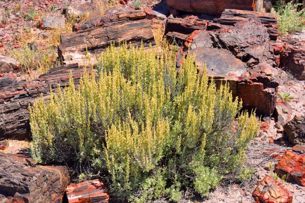 Sagebrush Removal in Tuscaloosa