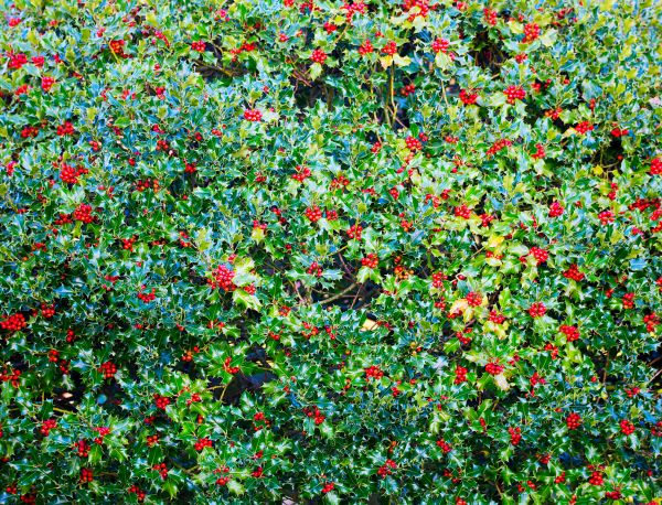 Holly Bush Removal in Tuscaloosa