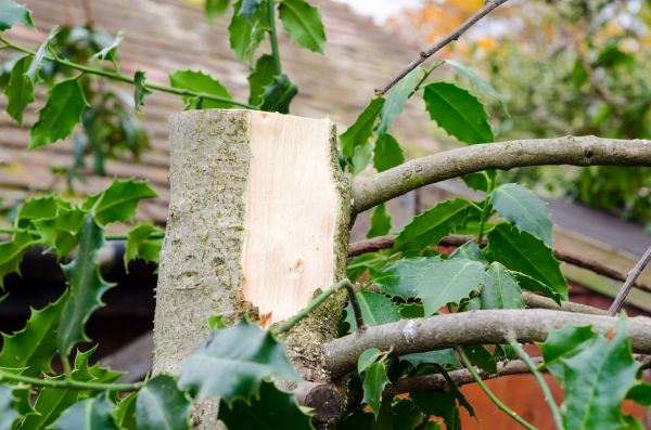 Holly Tree Removal in Tuscaloosa