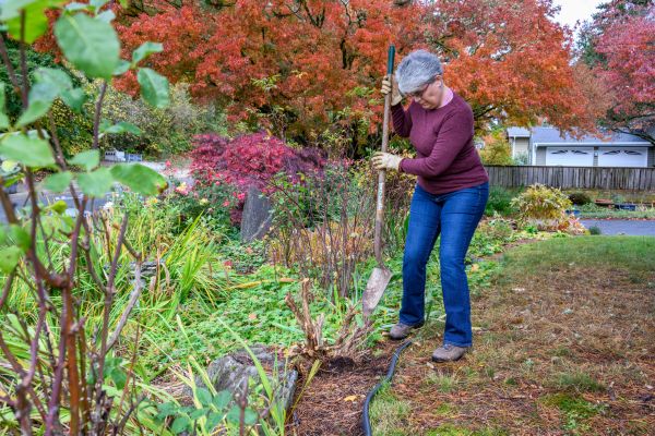 Dead Bush Removal in Tuscaloosa