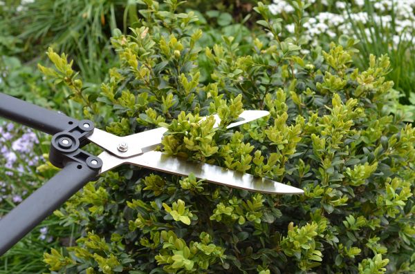 Cost of Boxwood Trimming in Tuscaloosa