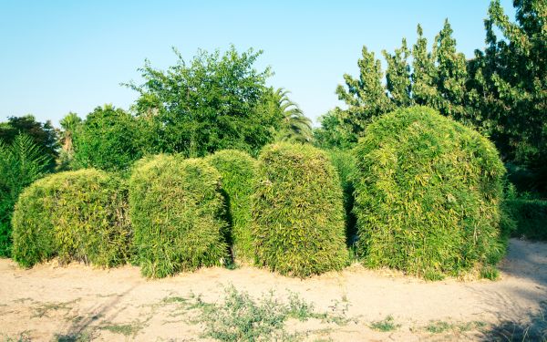 Bamboo Hedge Removal in Tuscaloosa