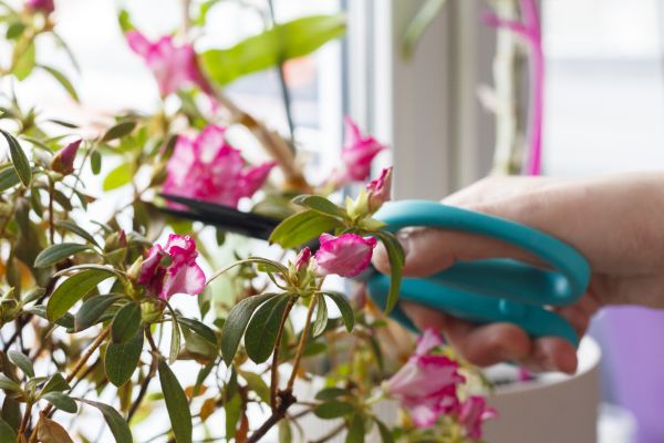 Azalea Pruning in Tuscaloosa