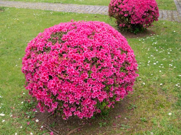 Cost of Rhododendron Pruning in Tuscaloosa