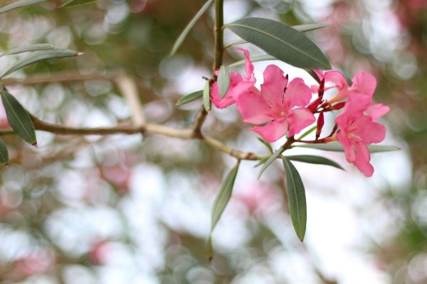 Oleander Removal in Tuscaloosa
