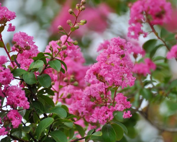 Crepe Myrtle Removal in Tuscaloosa