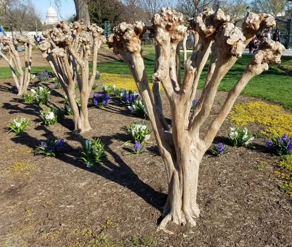 Myrtle Tree Removal in Tuscaloosa