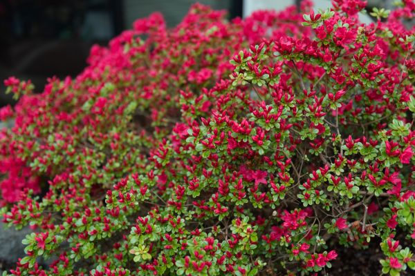 Weigela Removal Service in Tuscaloosa