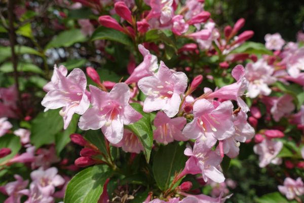 Weigela Pruning Service in Tuscaloosa