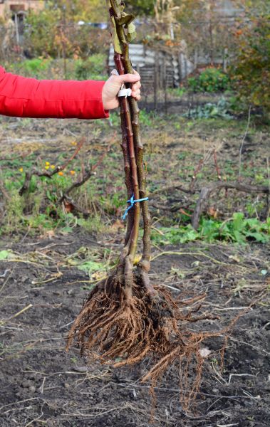 Shrub Root Removal in Tuscaloosa