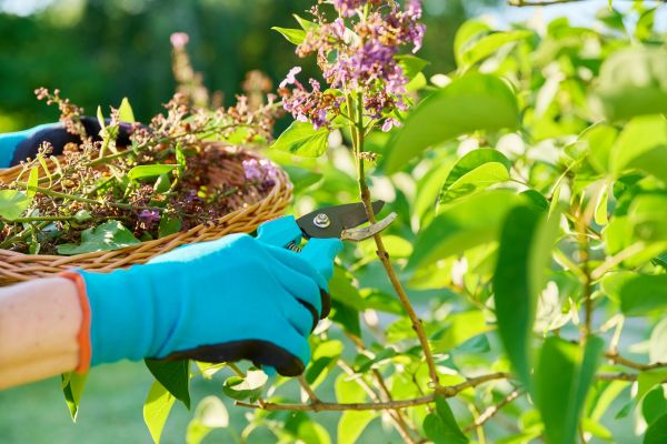 Lilac Trimming Service in Tuscaloosa